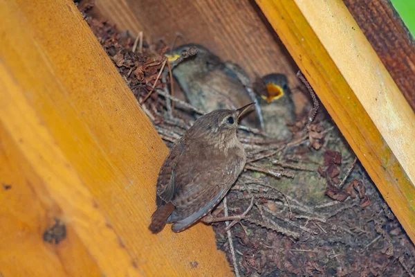 Primer Plano Del Pequeño Pájaro Wren Marrón Alimentando Sus Crías — Foto de Stock