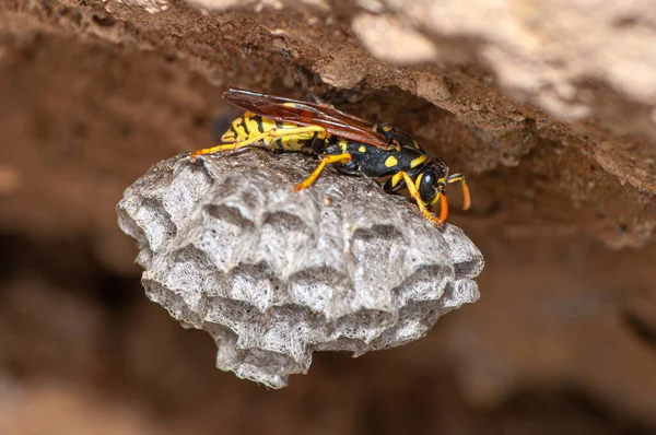 Eine Wespe Über Ihrem Nest Bei Tageslicht — Stockfoto