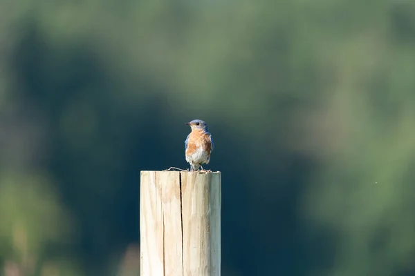 Detailní Záběr Východního Modrého Ptáka Sedícího Pařezu — Stock fotografie