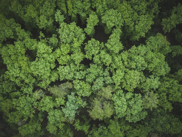 Grüne Einfache Waldtexturen Von Oben — Stockfoto