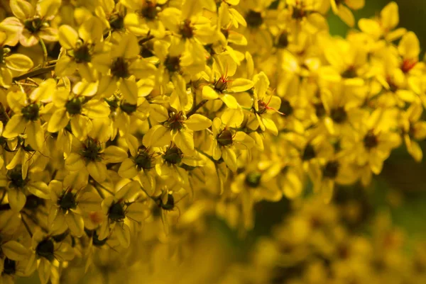 Thryallis Glauca Galphimia Złoty Prysznic Żółty Kwiat Ozdobny Kwiat Naturalny — Zdjęcie stockowe