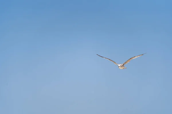 Uma Bela Vista Uma Gaivota Voando Céu Azul Claro — Fotografia de Stock