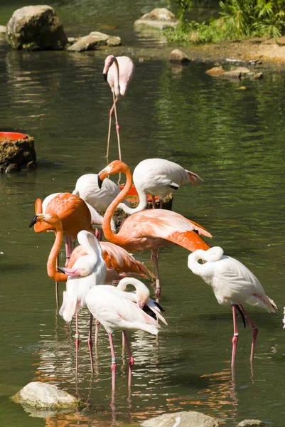 Flamingo Rosa Hongkong Wasser Tripical Gruppe Zoo Park Exotische Natur — Stockfoto
