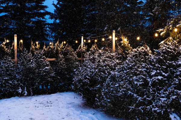 Χιονισμένα Χριστουγεννιάτικα Δέντρα Στην Αυλή Βράδυ Του Χειμώνα — Φωτογραφία Αρχείου