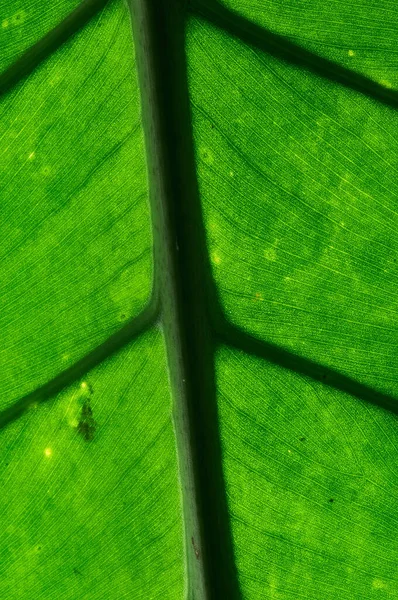 Plan Macro Une Feuille Verte Vertical — Photo