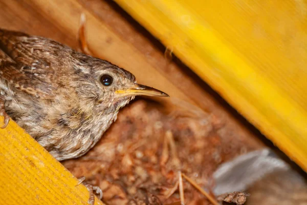 Een Close Van Kleine Bruine Wintervogel Zijn Nest — Stockfoto