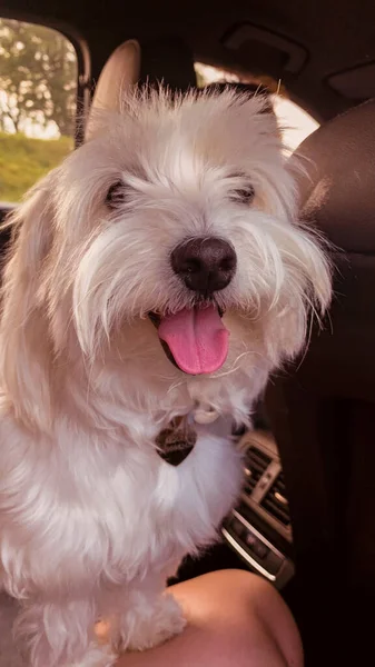 Pequeno Terrier Branco Bonito Carro — Fotografia de Stock