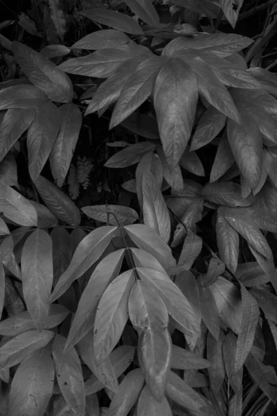 Een Verticaal Shot Van Een Plant Met Grote Bladeren Grijswaarden — Stockfoto