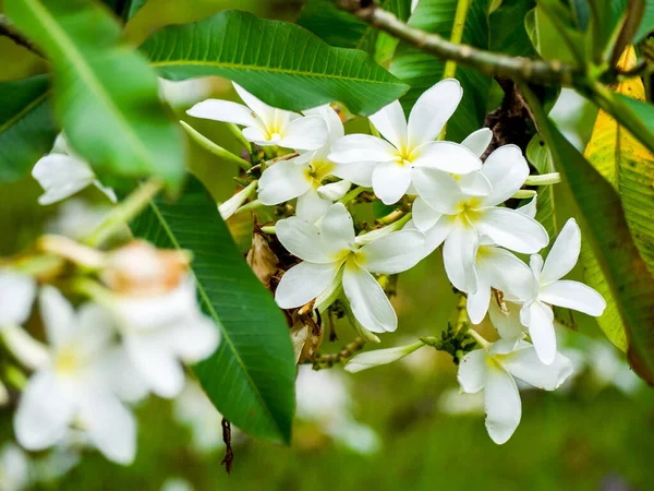 Vacker Plumeria Blommar Sin Skönhet — Stockfoto