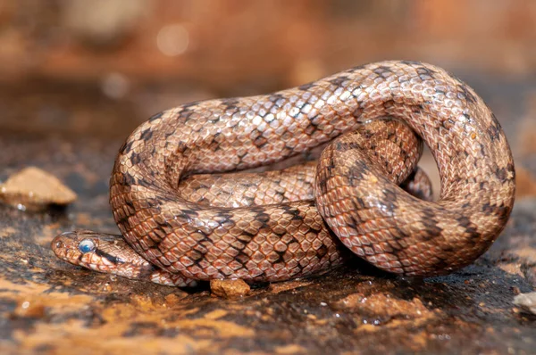 Southern Smooth Snake Coronella Girondica Rock Moulting Skin — Stock Photo, Image