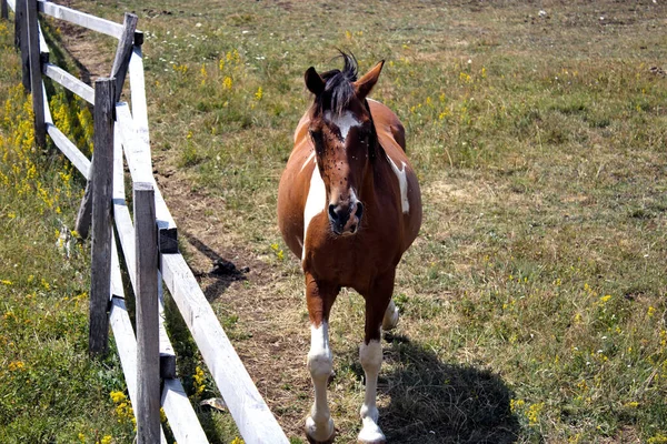 Zbliżenie Brązowego Konia Patrzącego Stronę Kamery Stajni — Zdjęcie stockowe