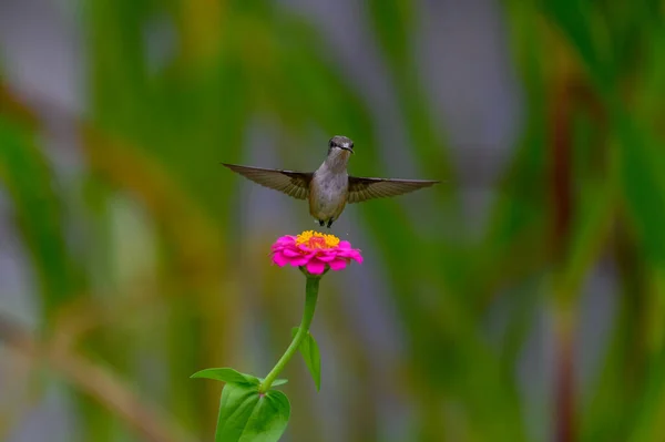 Een Close Opname Van Een Colibri Vliegend Boven Een Roze — Stockfoto
