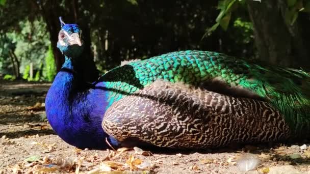 Pavo Real Aves Animales Flora Fauna — Vídeos de Stock