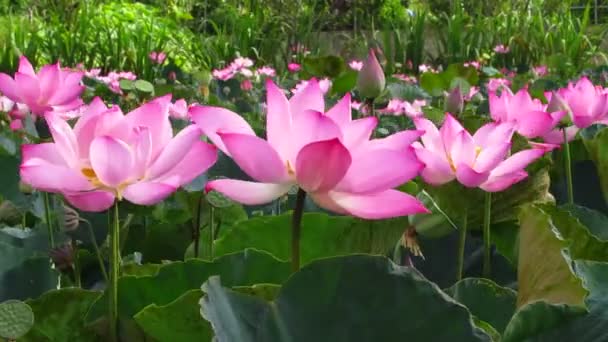Hermosa Flor Loto Jardín — Vídeos de Stock