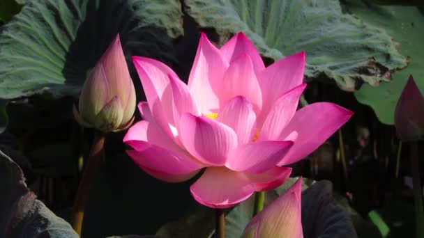 Vacker Lotusblomma Trädgården — Stockvideo