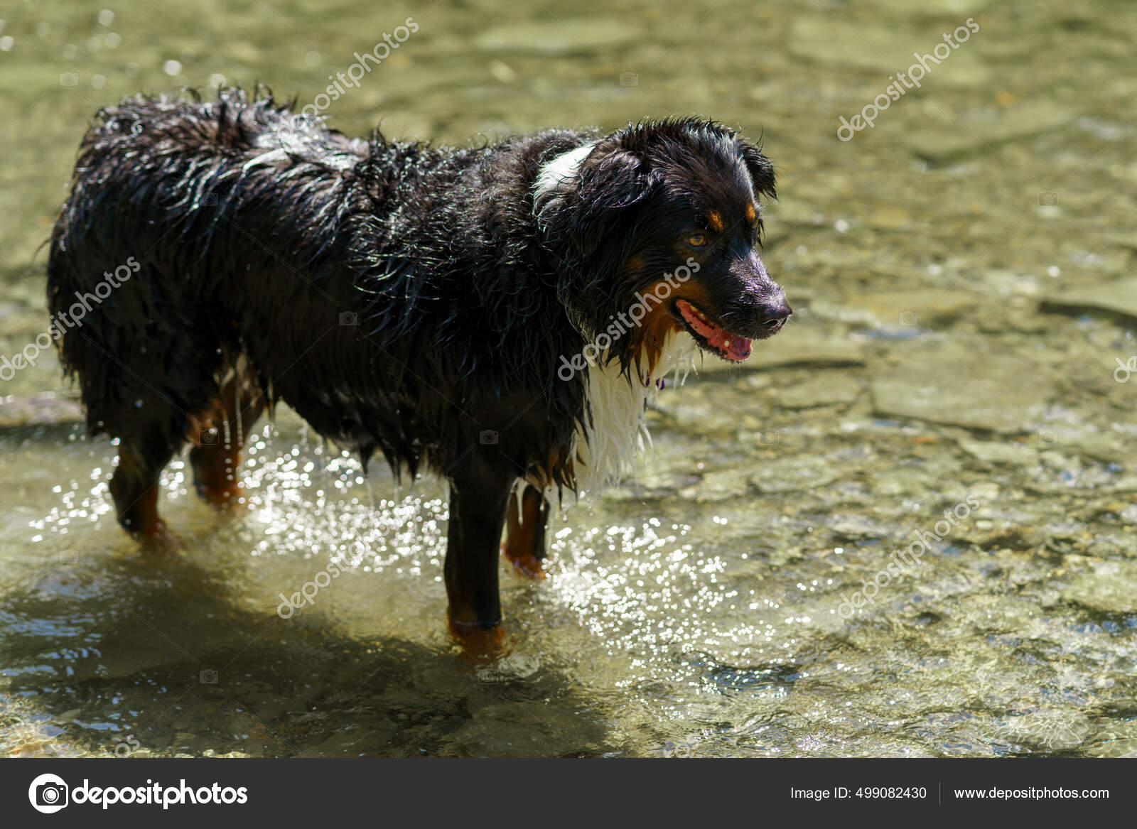 Black Wet Bernese Mountain Dog Standing Shallow Water Outdoors