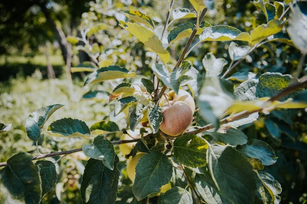 Ένα Φρέσκο Ώριμο Μήλο Κλαδί Δέντρου Φύλλα — Φωτογραφία Αρχείου