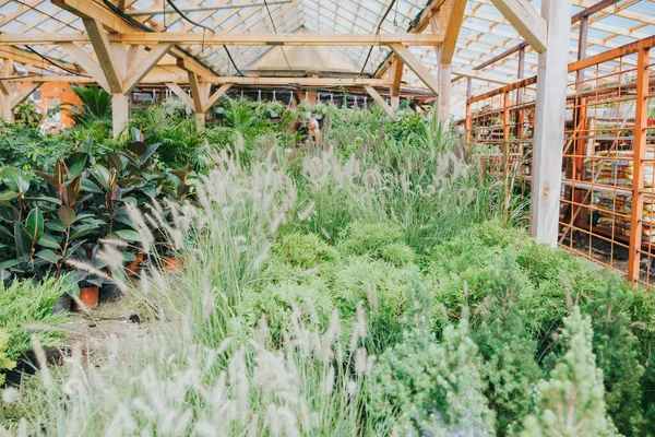 Uma Estufa Com Folhas Verdes Plantas Jardim — Fotografia de Stock