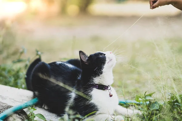 Een Zwart Witte Kat Zittend Groen Gras — Stockfoto