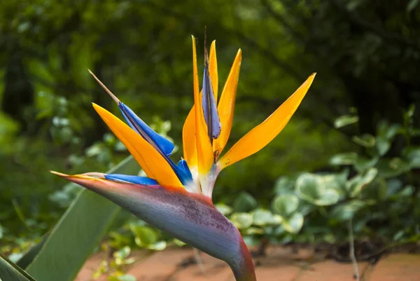 Ave Del Paraíso Flor Strelitzia Flor Iluminada Con Luz Solar — Foto de Stock