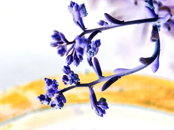 Een Ondiepe Focus Close Shot Van Blauwe Kleine Bloemen Stengels — Stockfoto