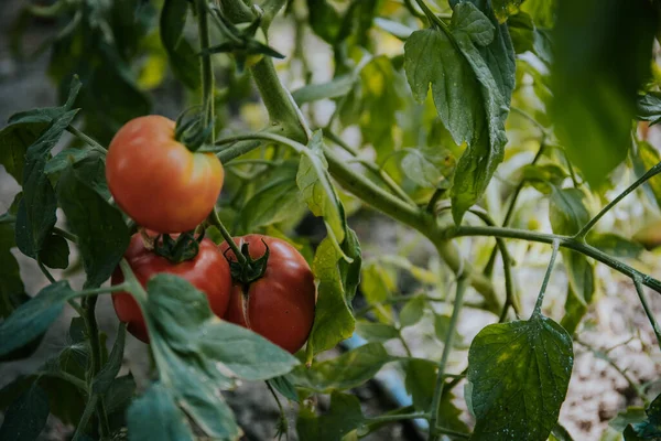 Pomodori Biologici Freschi Che Crescono Una Pianta Giardino — Foto Stock