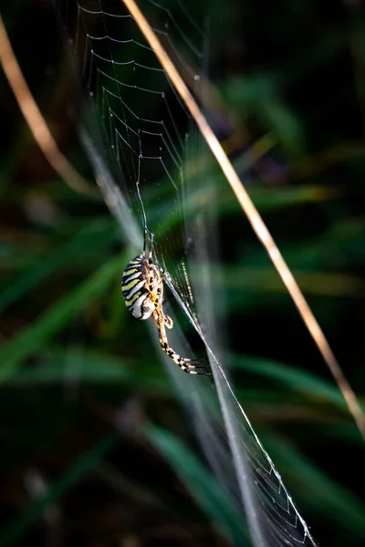 Guêpe Araignée Dans Toile Matin — Photo