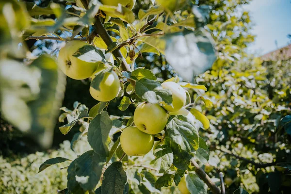 Ett Gäng Färska Gröna Äpplen Trädgren Trädgård — Stockfoto