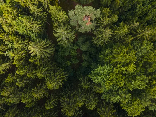 Uma Vista Superior Uma Floresta Verde — Fotografia de Stock