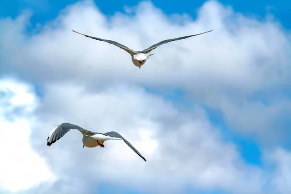 Die Möwen Fliegen Den Wolkenlosen Blauen Himmel — Stockfoto