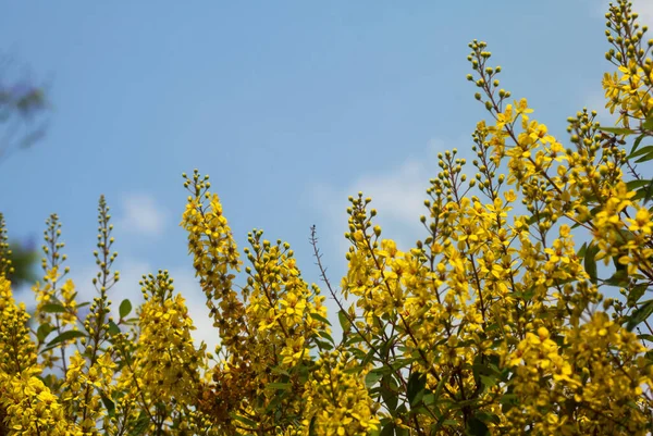 Thryallis Glauca Galphimia Gold Shower Flor Amarilla Flor Ornamental Natural — Foto de Stock