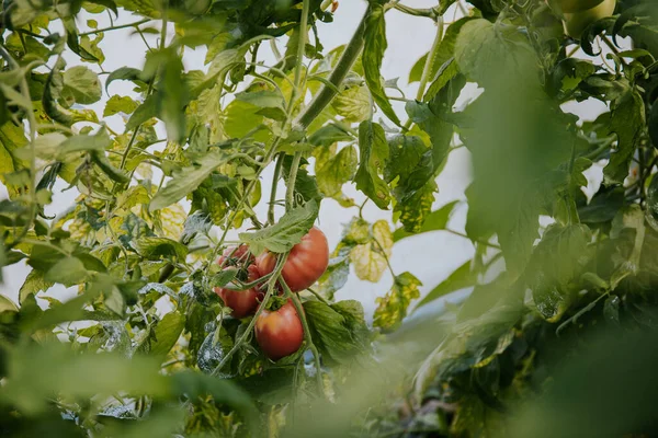 Färska Ekologiska Tomater Som Växer Växt Trädgård — Stockfoto