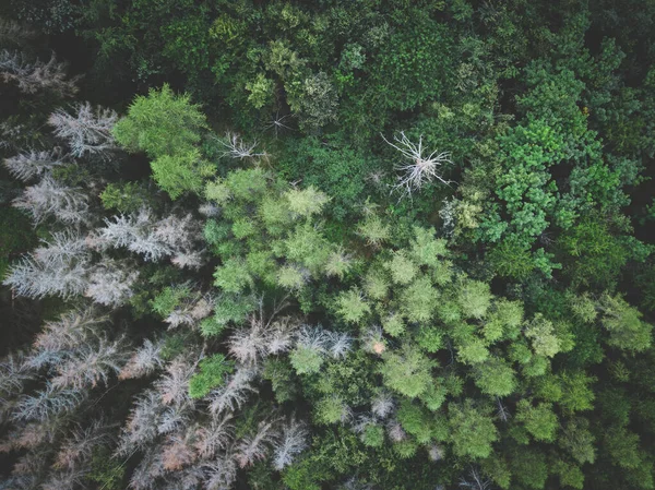 Texturas Verdes Floresta Simples Cima — Fotografia de Stock