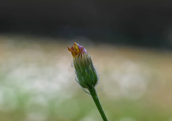 Eine Nahaufnahme Einer Blütenknospe Auf Verschwommenem Hintergrund — Stockfoto