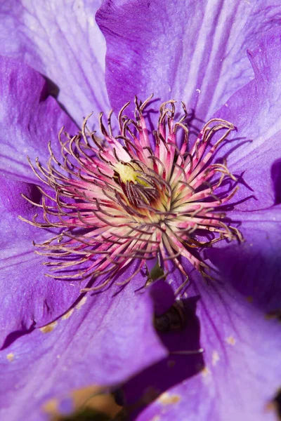 Vertikální Záběr Fialové Květy Klematis Pod Slunečním Světlem — Stock fotografie