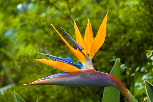 Pássaro Paraíso Flor Strelitzia Flor Iluminada Com Luz Solar Jardim — Fotografia de Stock