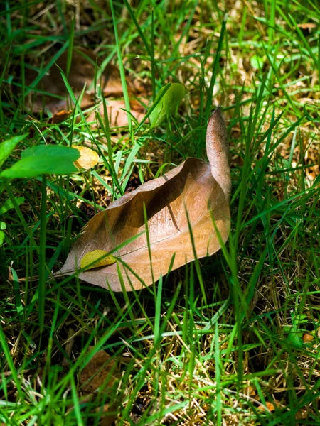 위에서 쓰러진 나뭇잎의 — 스톡 사진