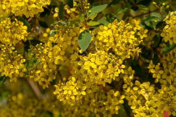 Thryallis Glauca Galphimia Arany Zuhany Sárga Virág Díszítő Virág Virág — Stock Fotó