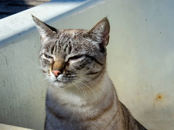 Ένα Πορτραίτο Μιας Τριχωτής Γκρίζας Γάτας Μάτια Κλειστά Στο Φως — Φωτογραφία Αρχείου