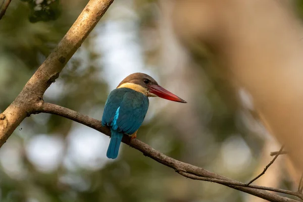 Primo Piano Martin Pescatore Dalla Cicogna Appollaiato Sul Ramo — Foto Stock