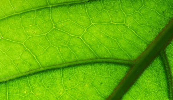 Una Macro Toma Una Textura Hoja Verde — Foto de Stock