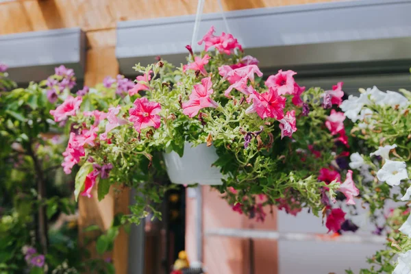 Selektiv Fokus Skott Krukväxter Rosa Petunia Blommor Växthuset — Stockfoto