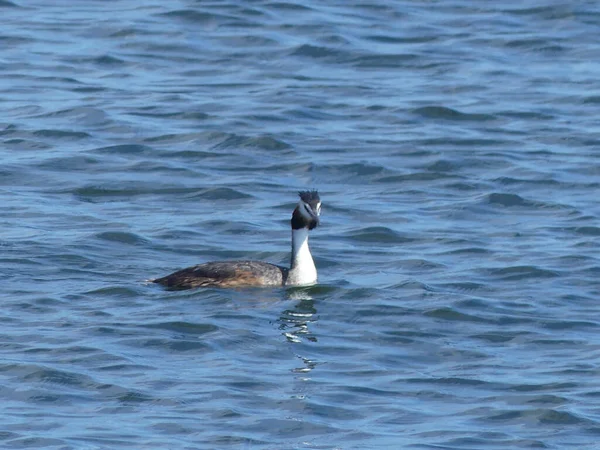 Mignon Petit Canard Nageant Dans Lac — Photo