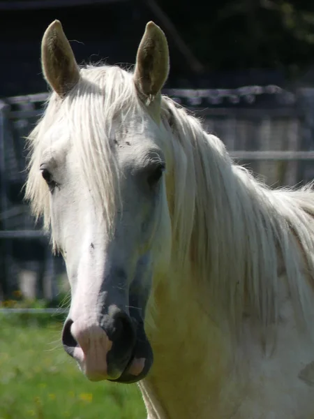 美しい白い馬の垂直肖像画 — ストック写真