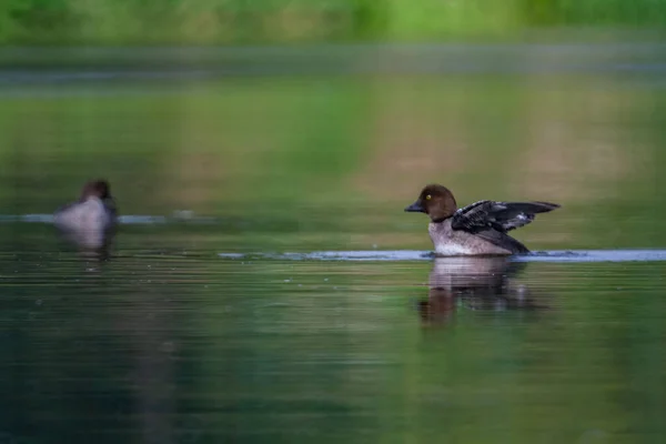 Brązowa Kaczka Pływająca Jeziorze Rozmytym Tle Parku — Zdjęcie stockowe