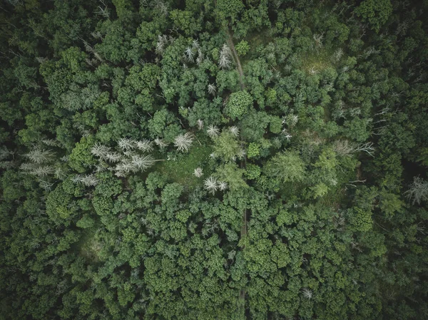 Grüne Einfache Waldtexturen Von Oben — Stockfoto