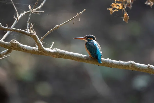 Großaufnahme Eines Eisvogels Auf Dem Ast — Stockfoto