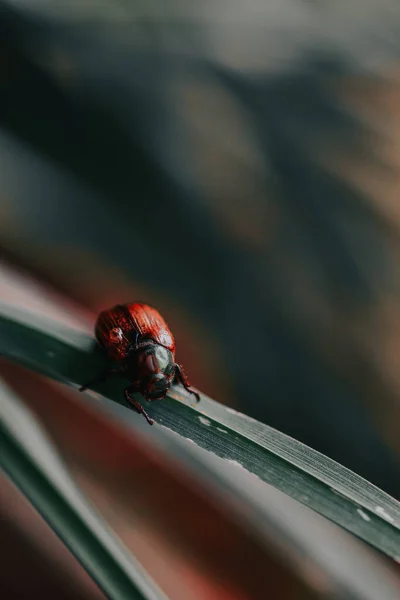 Вертикальний Постріл Крихітного Павука Траві — стокове фото