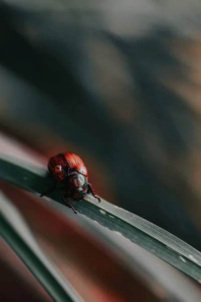 Tiro Vertical Uma Pequena Aranha Uma Grama — Fotografia de Stock