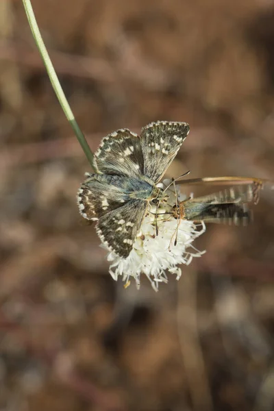 Primer Plano Una Mariposa Salvia Patrón Una Planta Seca — Foto de Stock